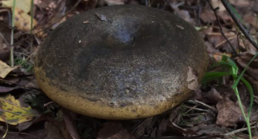 Houba nigella: vítaný host v každé kuchyni